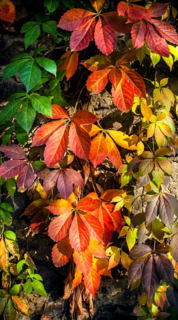 Vigne d'intérieur 2