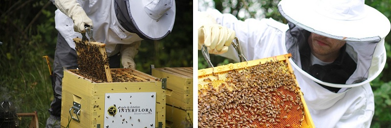 Parrainage de ruches