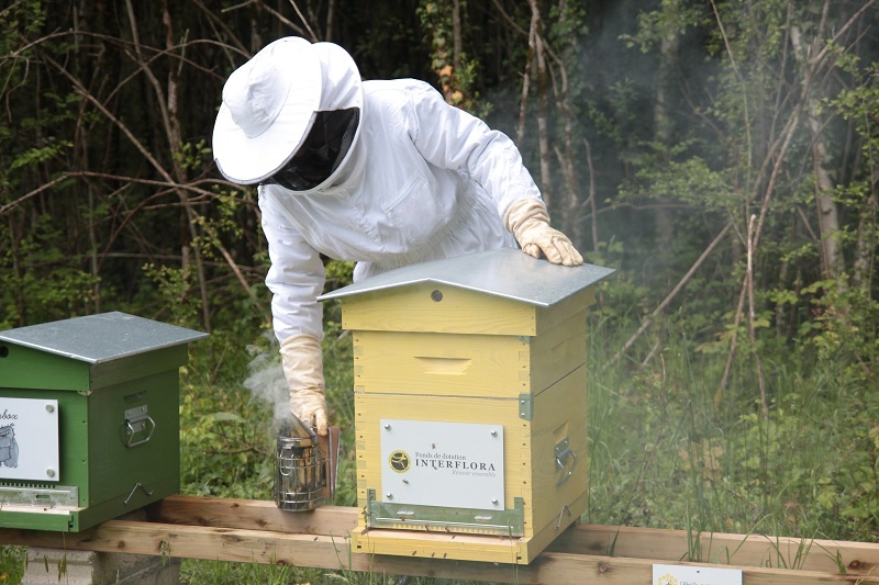 Sauvegarde des abeilles : le combat continue