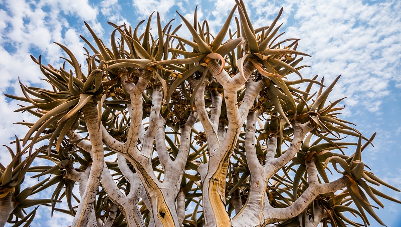 Un aloès dans le désert namibien. A l'état naturel, cette plante grasse peut atteindre des dimensions impressionnantes.