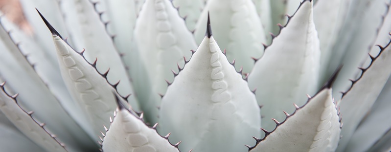 L'agave développe d'énormes hampes florales aux dents acérées.