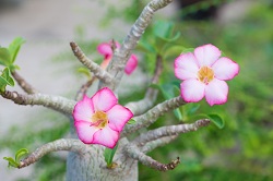 La floraison de la rose du désert est proche de celle du laurier-rose.
