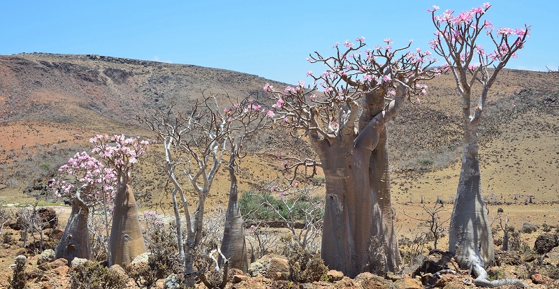 Des roses du désert à l'état naturel au Yémen.