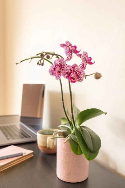 Orchidée phalaenopsis sur un bureau