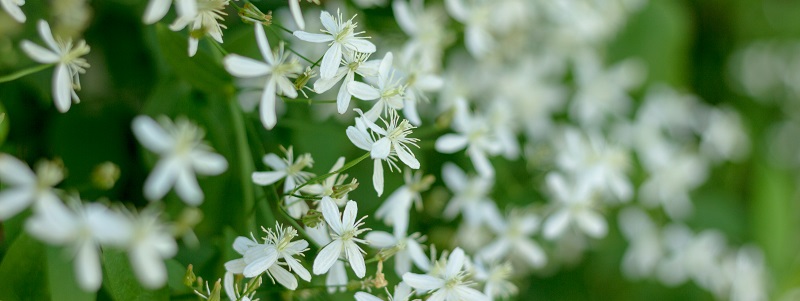 Fleurs en hiver et pétales blancs - Interflora
