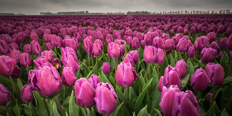 Tulipes Nature Hollande