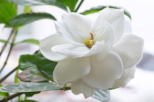 Gardenia Fleur