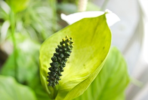 Spathiphyllum entretien