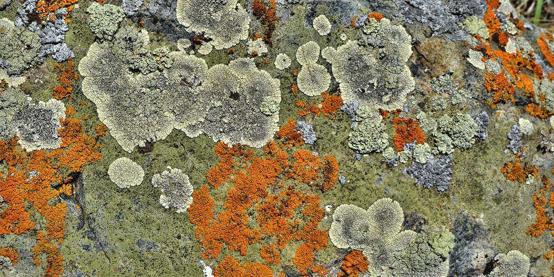 La plante qui survit aux conditions les plus extrêmes