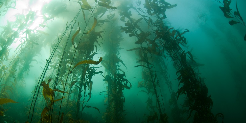 L’algue la plus grande du monde
