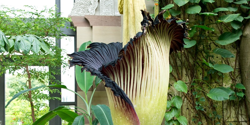 L’inflorescence la plus grande du monde