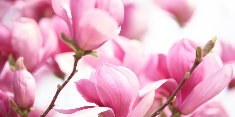 Magnolia amour signification