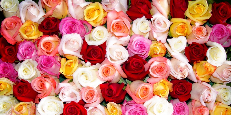 Tout savoir sur la rose : histoire, symbolique et couleurs