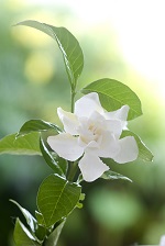 gardenia amour