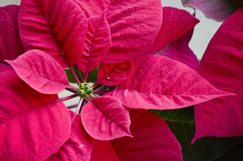 Poinsettia ou étoile de Noël : histoire, entretien, symbolique