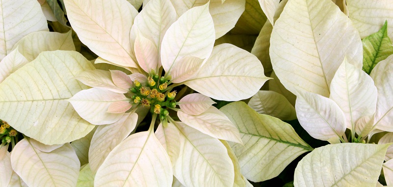 Poinsettia ou étoile de Noël : histoire, entretien, symbolique