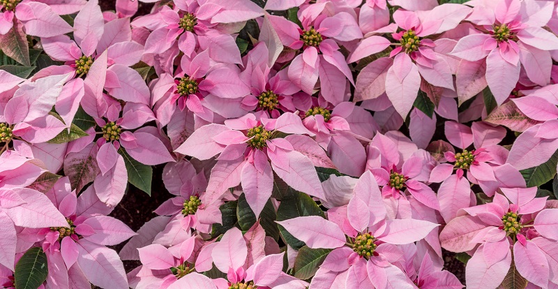 Poinsettia ou étoile de Noël : histoire, entretien, symbolique