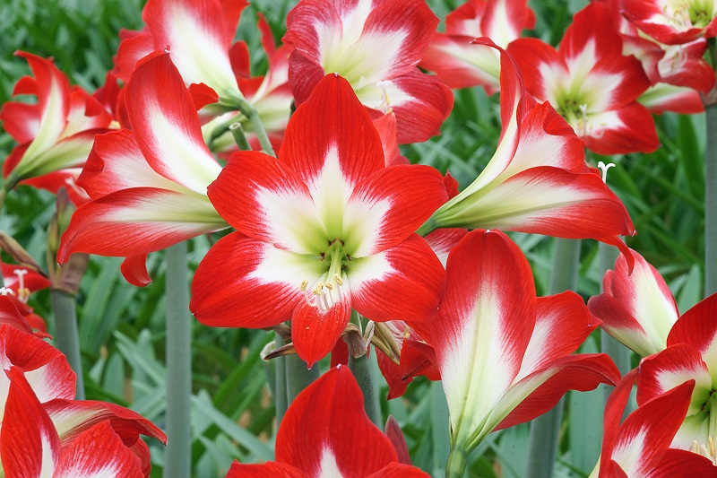 Amaryllis rouge et blanc