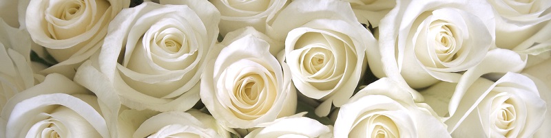 Langage des roses : signification et nombre - Interflora