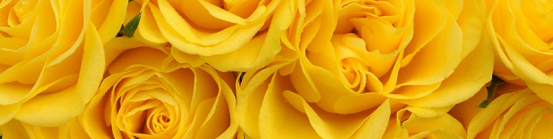 Langage des roses : signification et nombre - Interflora