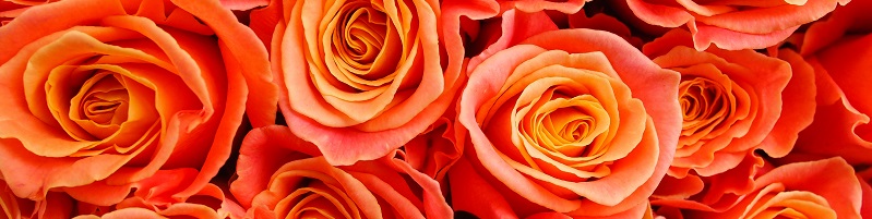 Langage des roses : signification et nombre - Interflora