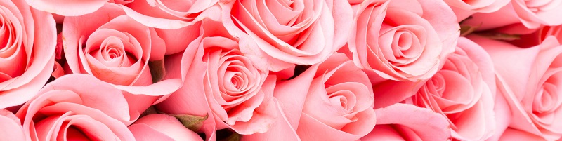 Langage des roses : signification et nombre - Interflora