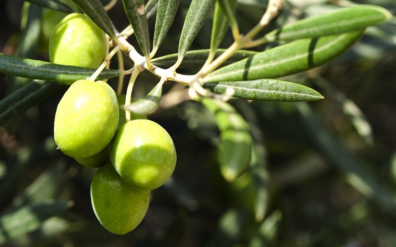 L’olivier, une force de la nature