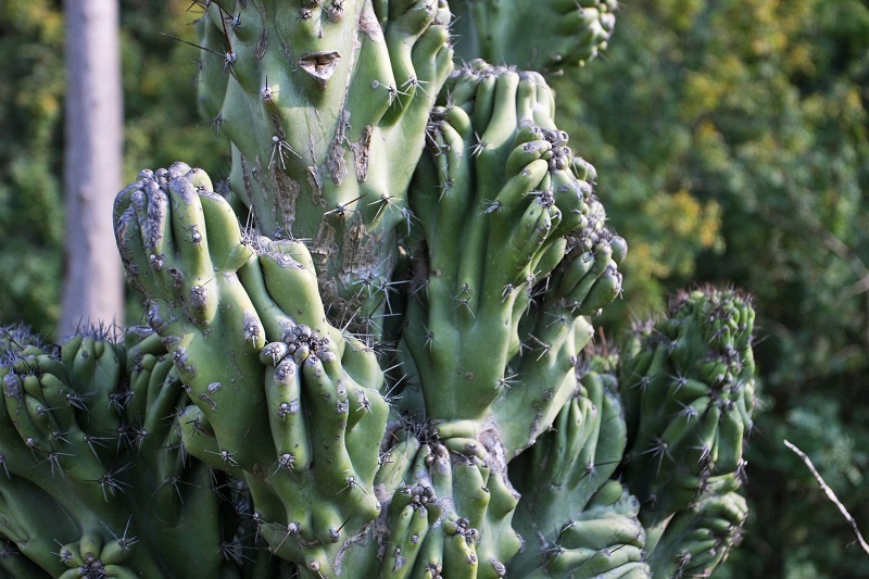 Cactus conseil