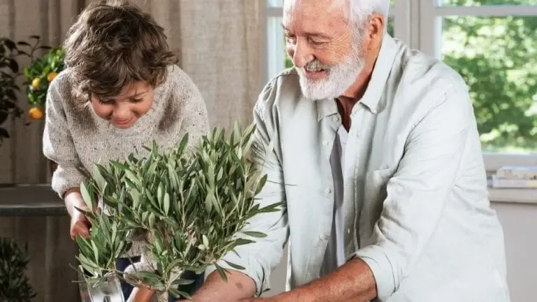 Enfant avec son grad-père et un olivier