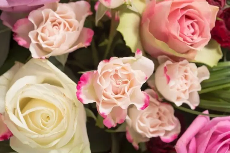 Roses enterrement