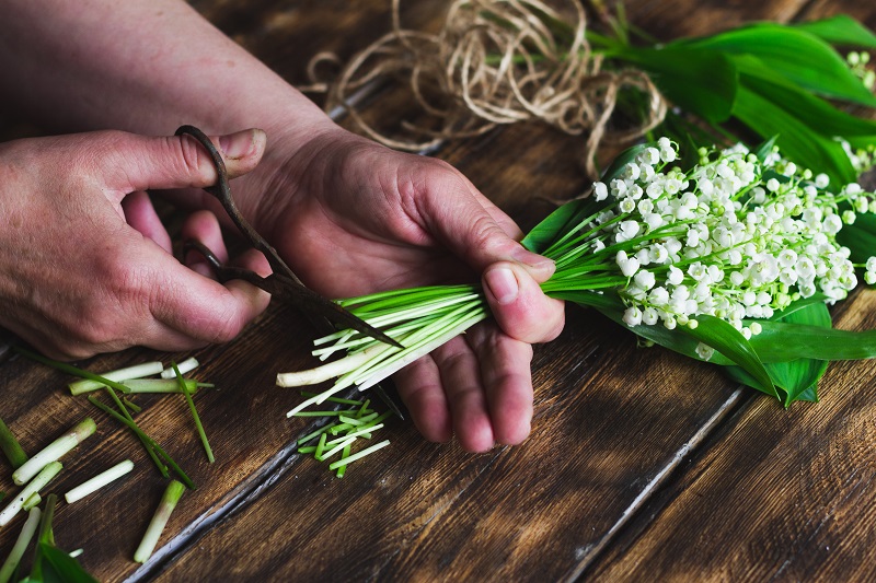 une personne taille un bouquet de muguet au ciseau pour le conserver