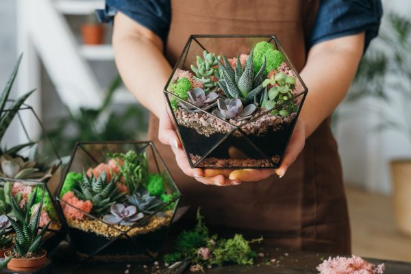 Les plantes succulentes subliment le jardin !