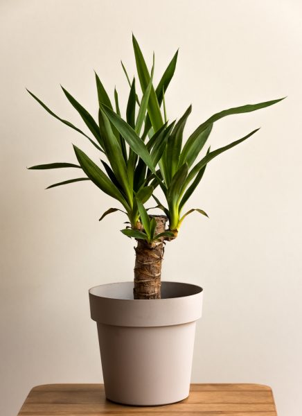 Ficus, fougère, yucca : comment bien entretenir ses plantes vertes ?