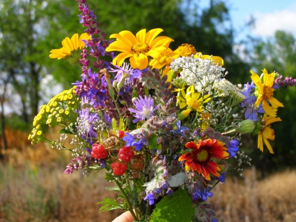 Fleurs champêtres colorées