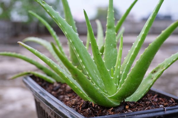 Aloe vera en pot