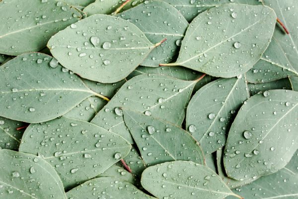 Feuilles d'eucalyptus