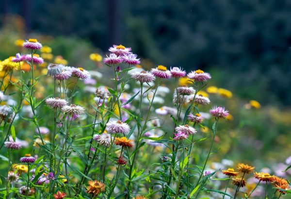 Fleurs sauvages