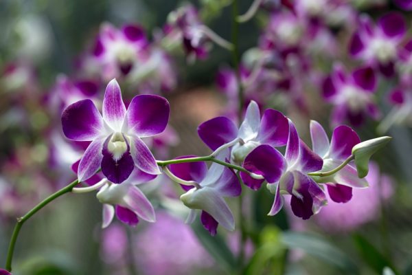 Orchidée dendrobium mauve
