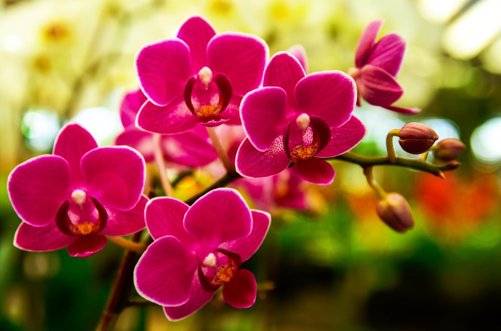 Tout savoir sur l’orchidée dendrobium (orchidée bambou)