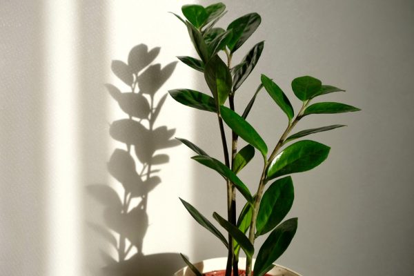 Zamioculcas, plante zz : tous les conseils d'entretien