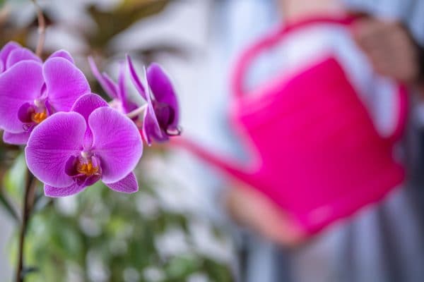 Engrais orchidée : Lequel choisir et comment l'appliquer - Interflora
