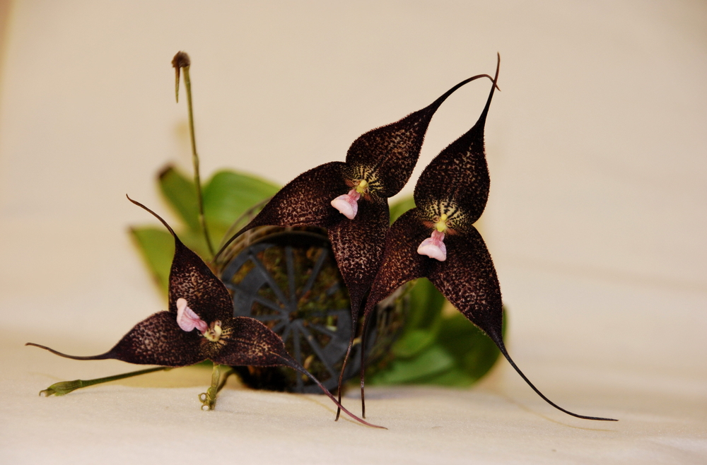 Quelles sont les orchidées les plus rares du monde ?