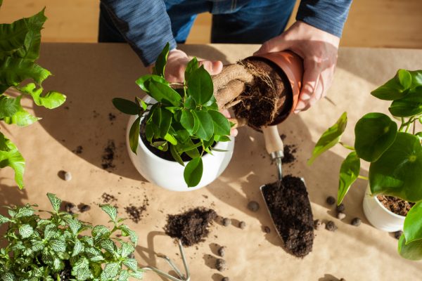 Rempotage d'un ficus ginseng