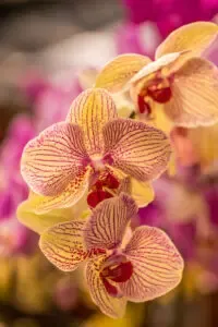 Orchidée