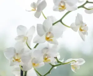 Orchidées