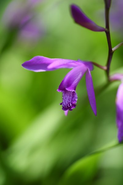 Orchidée bletilla violette