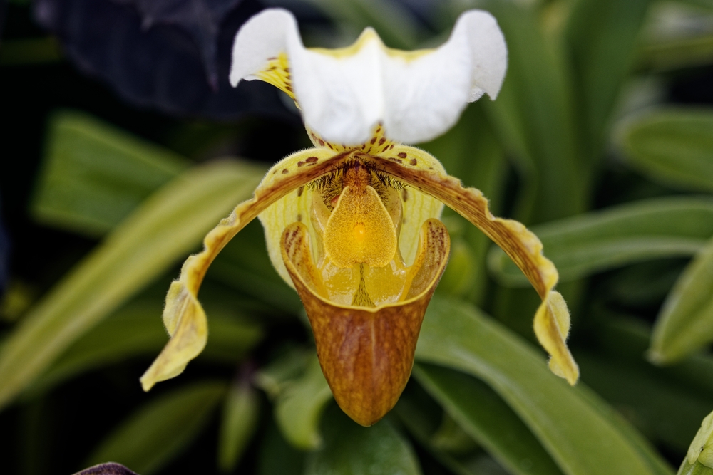 Tout savoir sur les orchidées d’extérieur