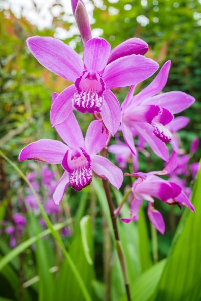 Orchidée d'extérieur bletilla rose