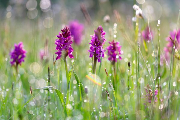 Orchidée dactylorhiza d'extérieur