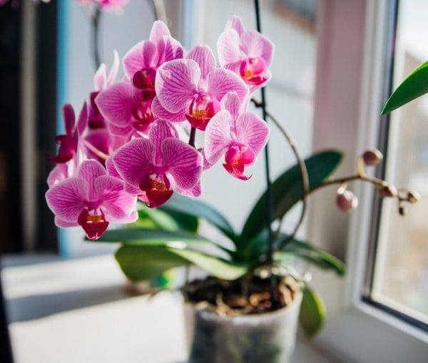 Orchidée fleurie près d'une fenêtre 
